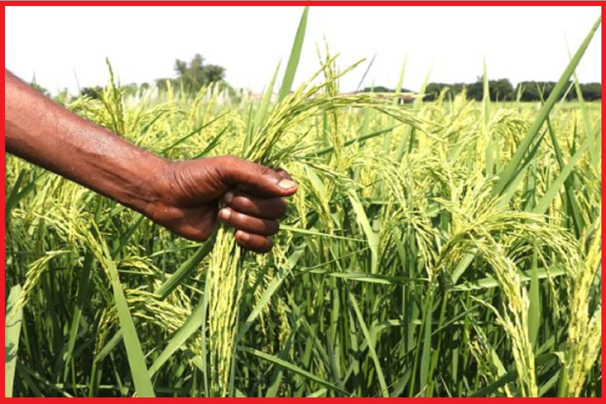 Basmati 370 will be exported abroad and jammu kashmir Farmers will join e mandi