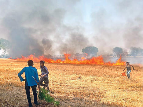 Hundred Bigha Harvesting of the Burning