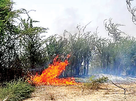 jangal mein aag lagane se darjanon ped-paudhe jhulase hain