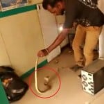 एटीएम के अंदर सांप