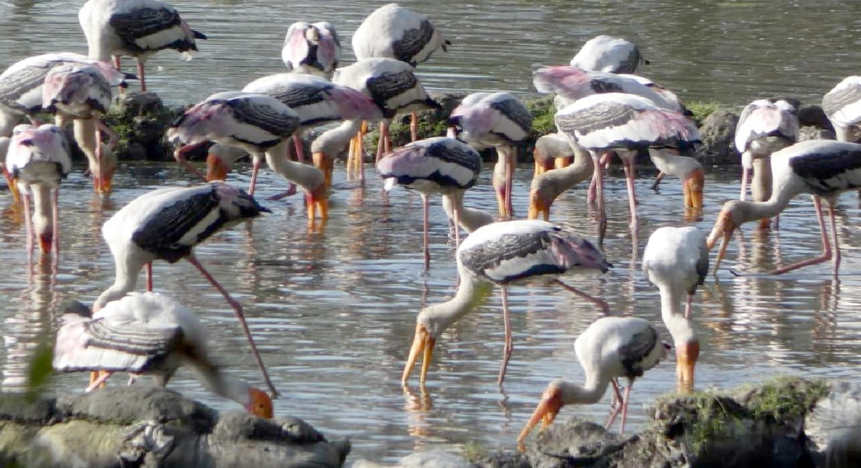 Migratory birds coming to the land of the district