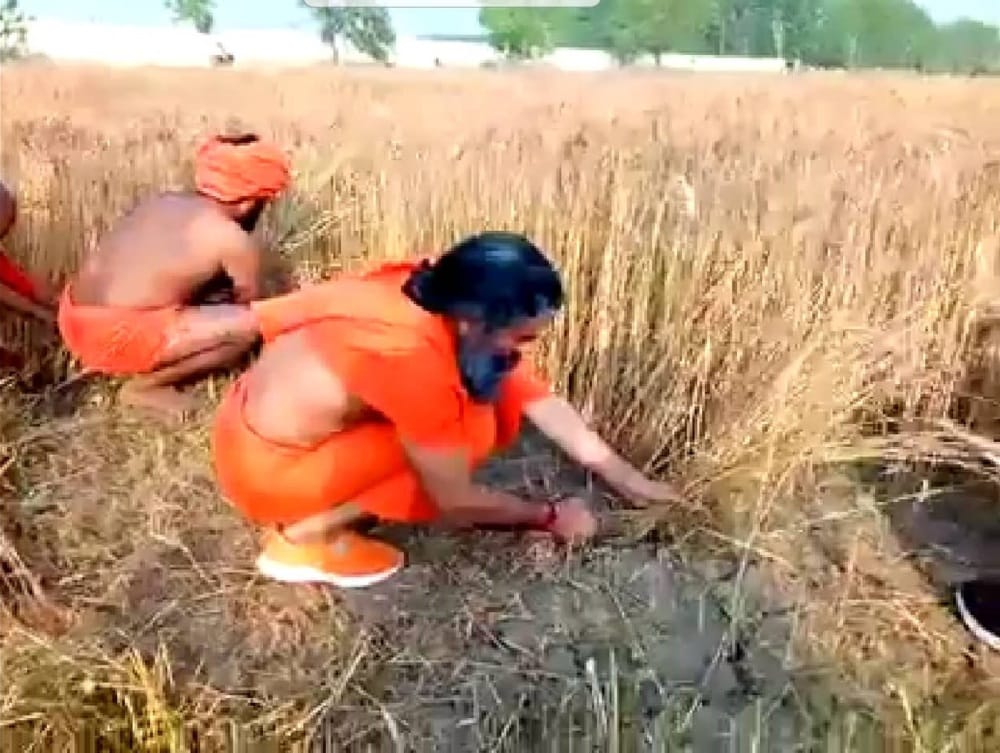Baba Ramdev cut wheat crop very fast in haridwar