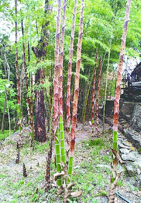 China bamboo will prevent erosion of soil from mountainous hills