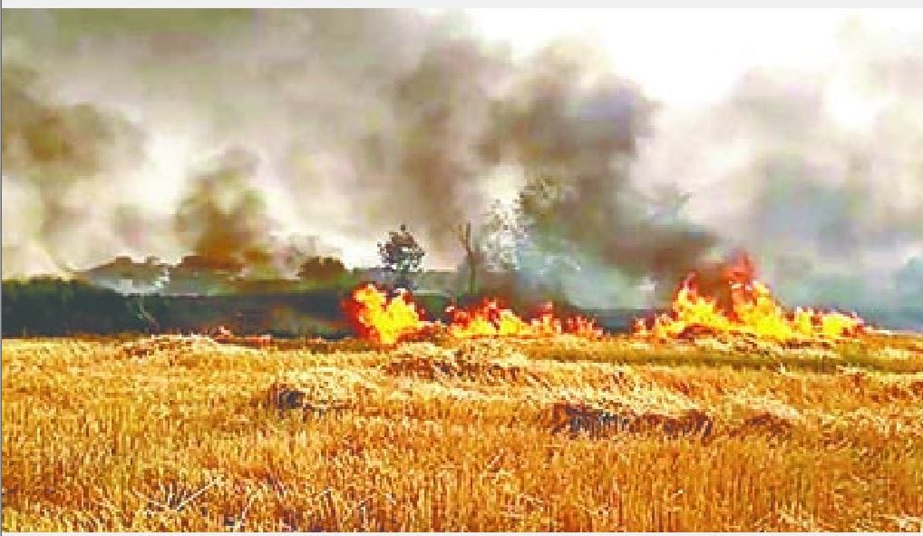 कंपाइन से निकली चिंगारी, 10 बीघा गेहूं की फसल राख