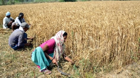 वोट के साथ चला खेतों में काम, बिना भीड़ पड़ते रहे वोट