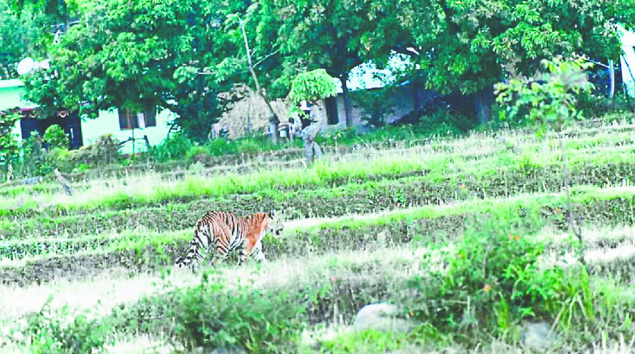 Tigers roamed in the village of Dheela, stirring villagers