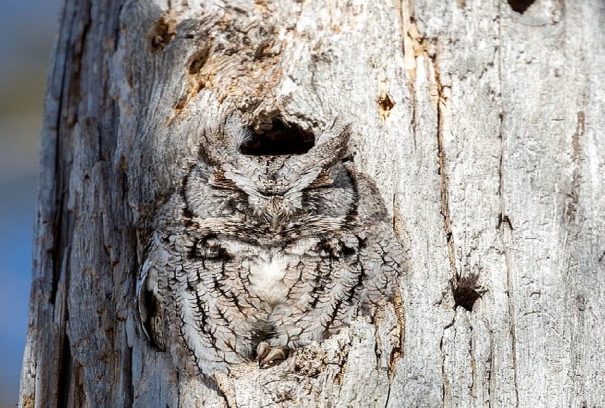 picture of the owl hidden in the tree stem viral throughout the world