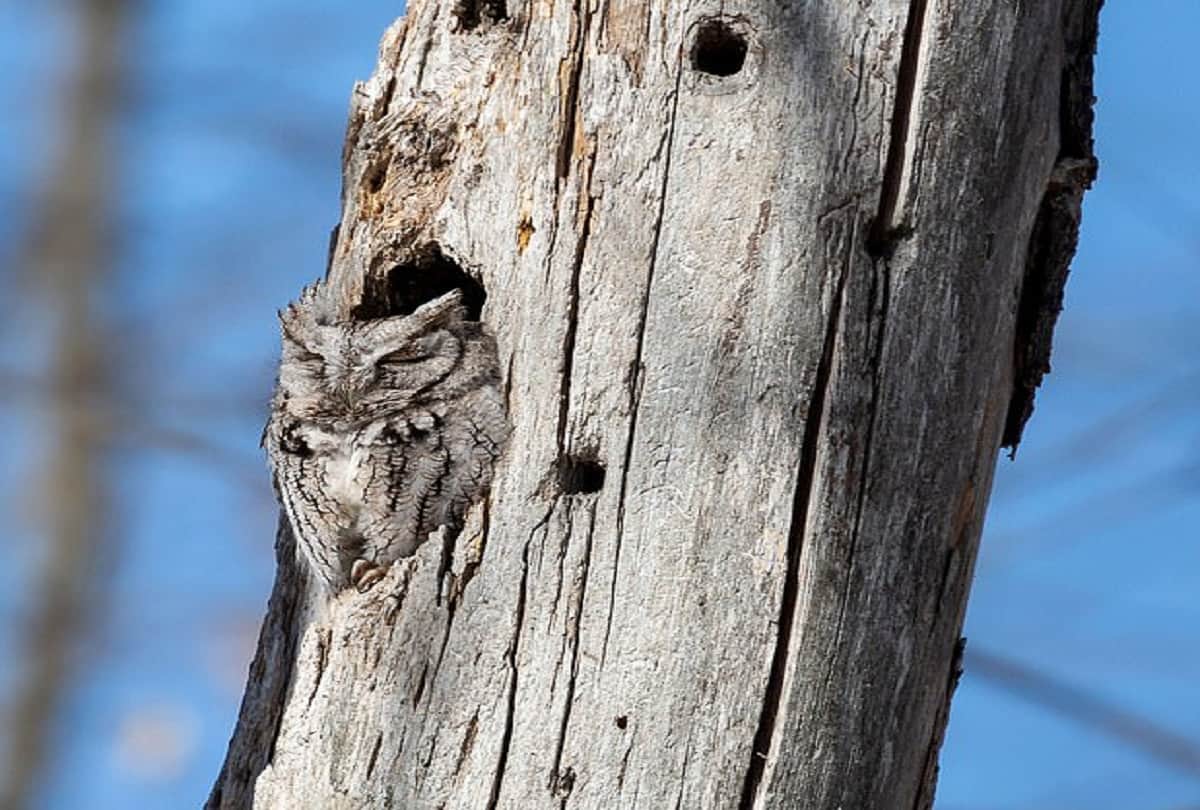 picture of the owl hidden in the tree stem viral throughout the world