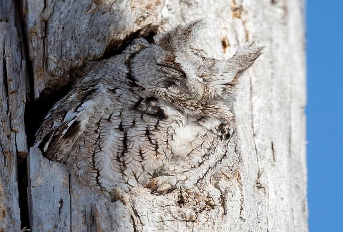 picture of the owl hidden in the tree stem viral throughout the world