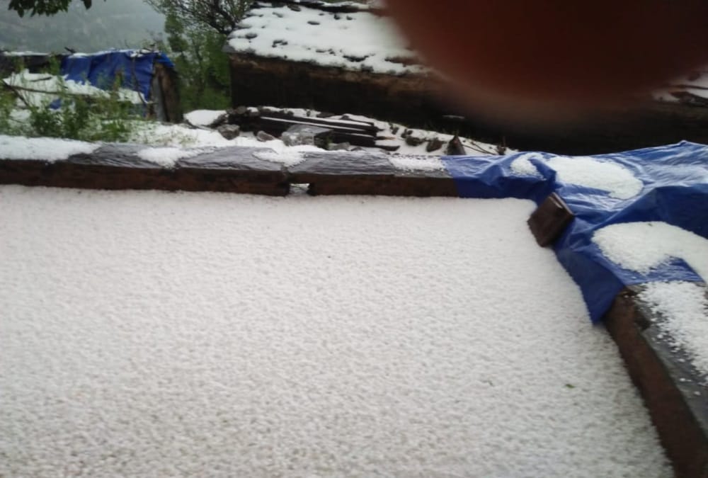 Heavy rainfall and hailstorm crops waste in uttarakhand photos 