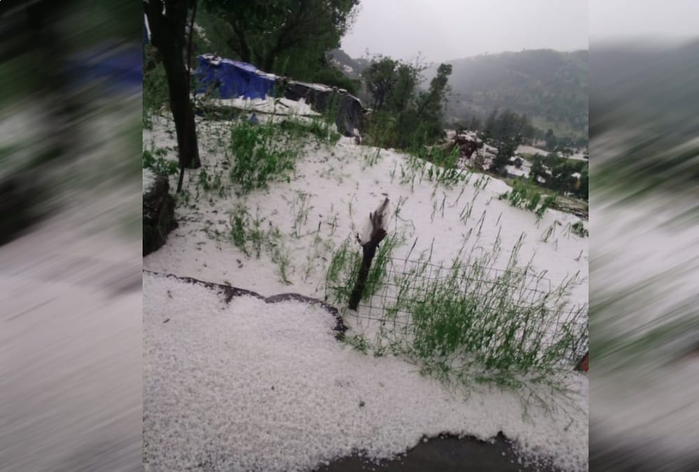 Heavy rainfall and hailstorm crops waste in uttarakhand photos 