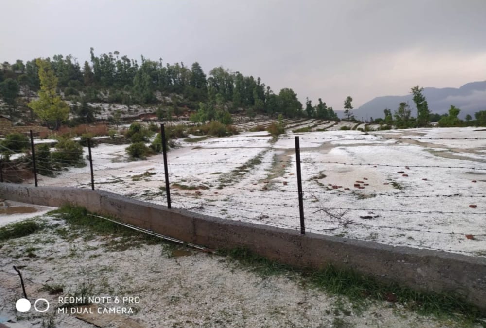 Heavy rainfall and hailstorm crops waste in uttarakhand photos 