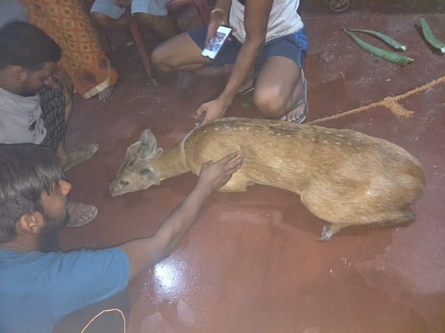 villagers saved the life of the deer