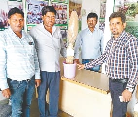 Breakthrough in Basmati breaks out of disease, new twist in export