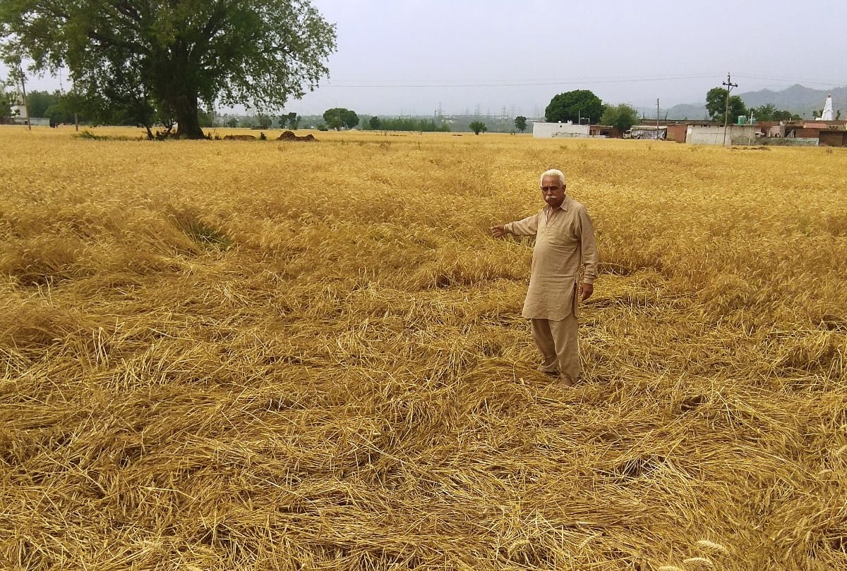 crop damaged in himachal due to thunderstorm and hail storm