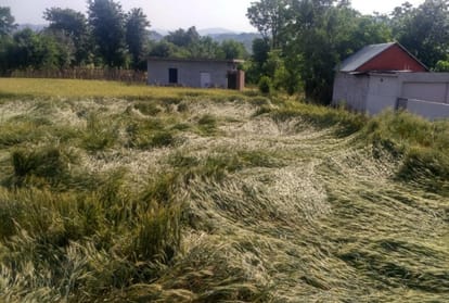 crop damaged in himachal due to thunderstorm and hail storm