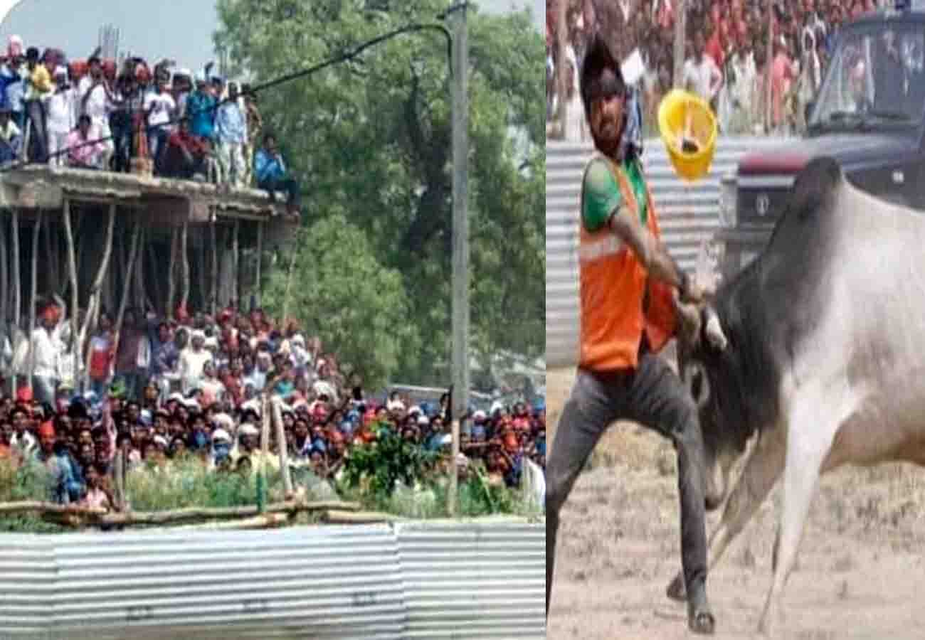 akhilesh yadav mayawati rally and bull entry in kannauj for lok sabha election 2019