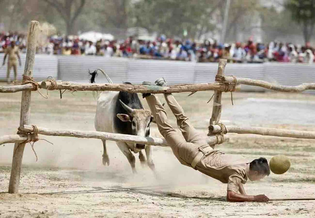 akhilesh yadav mayawati rally and bull entry in kannauj for lok sabha election 2019