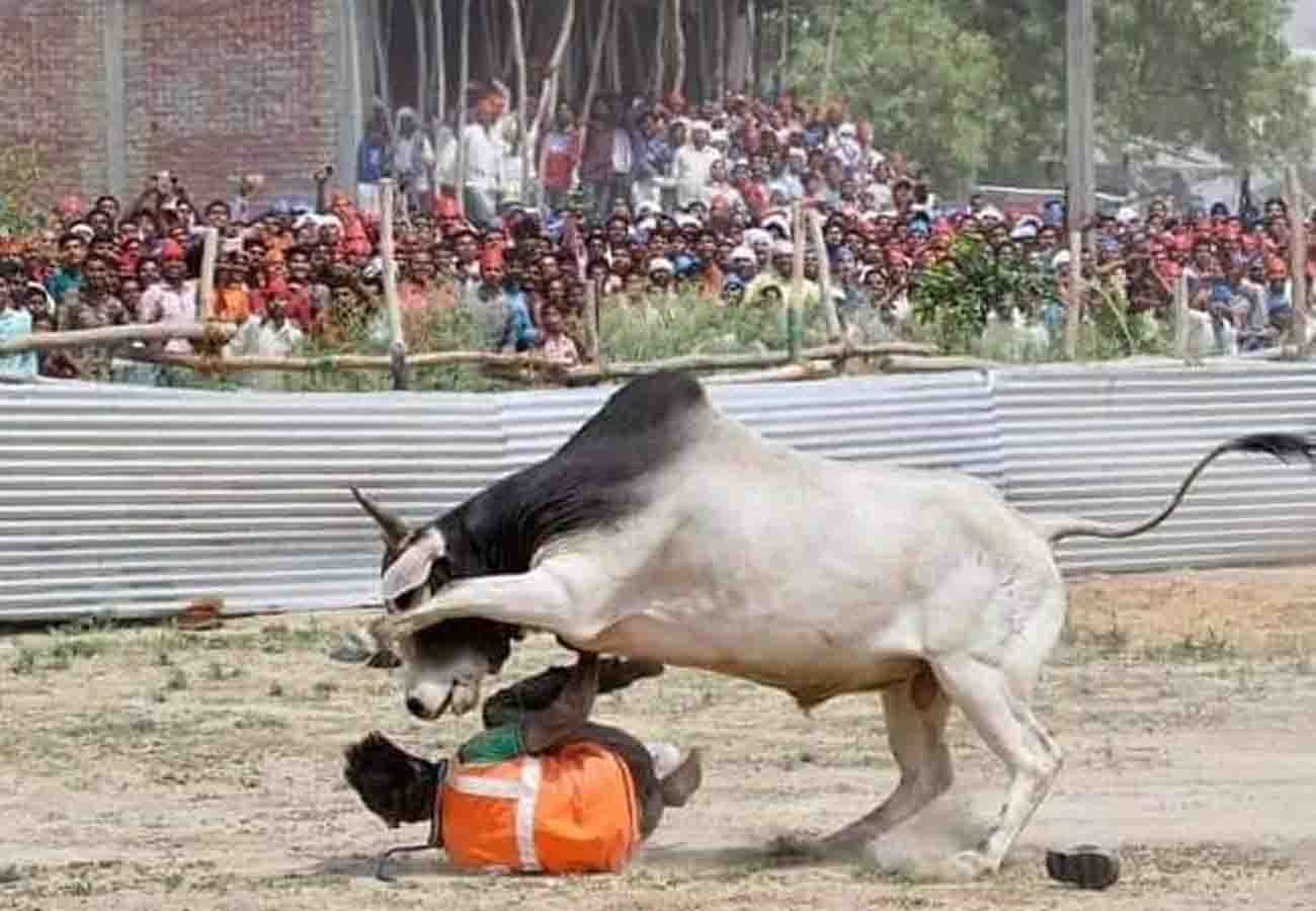 akhilesh yadav mayawati rally and bull entry in kannauj for lok sabha election 2019