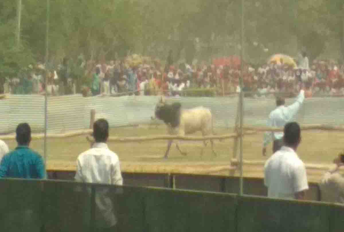 bull reached on helipad of akhilesh yadav and mayawati