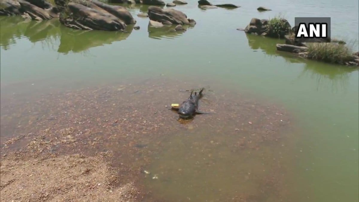 गौला का जलस्तर गिरा, 64 क्यूसेक रिकार्ड किया