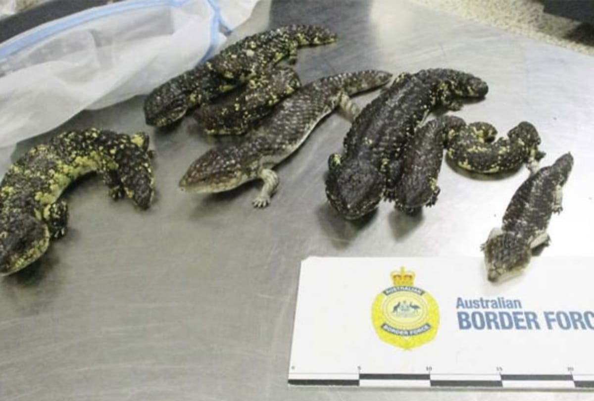 japanese women arrested in melbourne airport with 19 lizards
