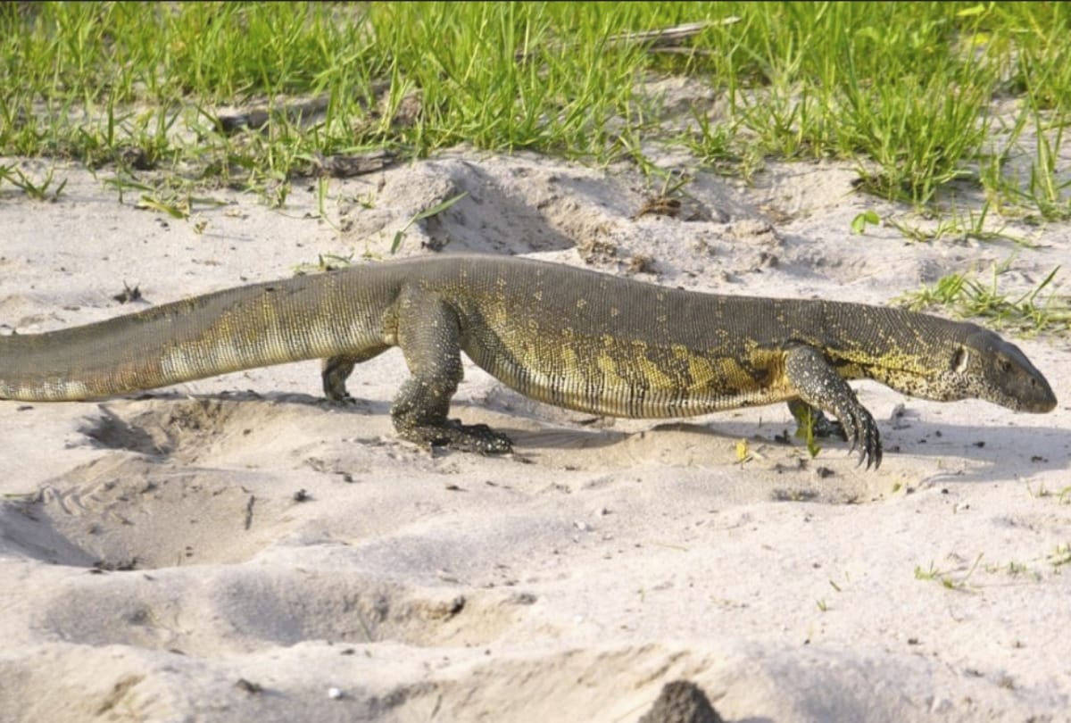 japanese women arrested in melbourne airport with 19 lizards