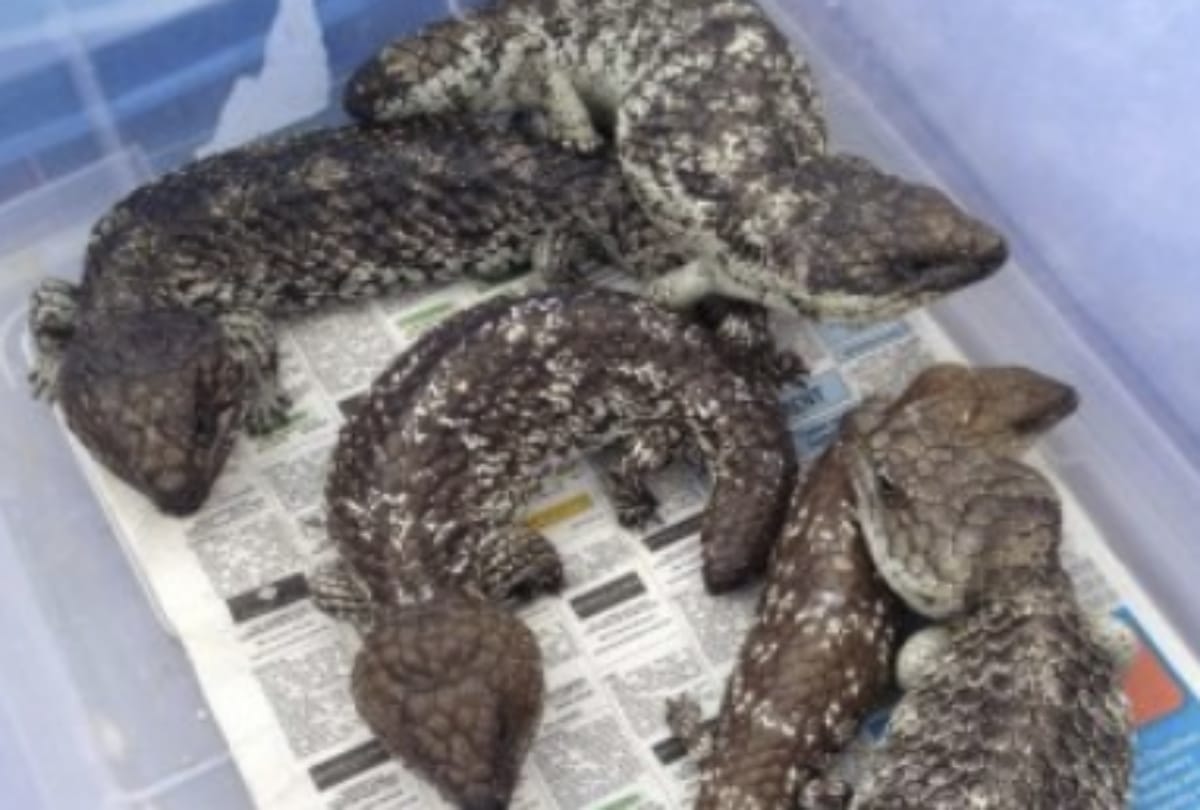 japanese women arrested in melbourne airport with 19 lizards