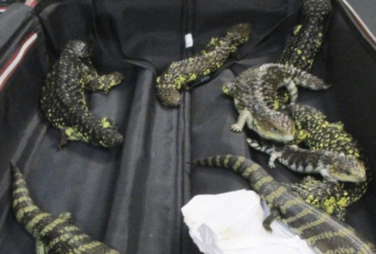 japanese women arrested in melbourne airport with 19 lizards