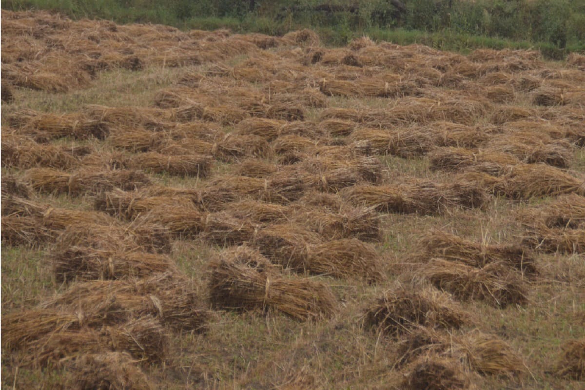 weather news: weather Suddenly changed western UP farmers tension increased