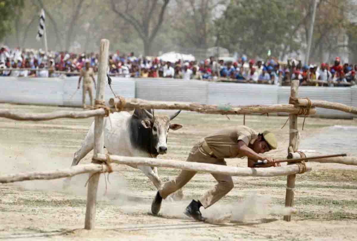 akhilesh yadav statement after bull coming in kannauj rally