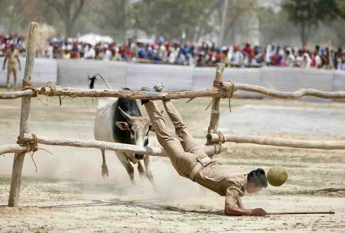 akhilesh yadav statement after bull coming in kannauj rally