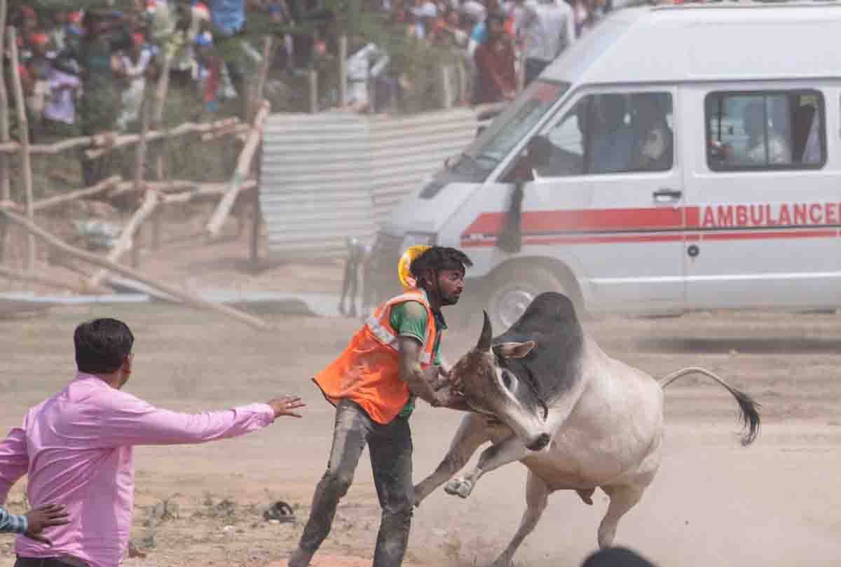 akhilesh yadav statement after bull coming in kannauj rally