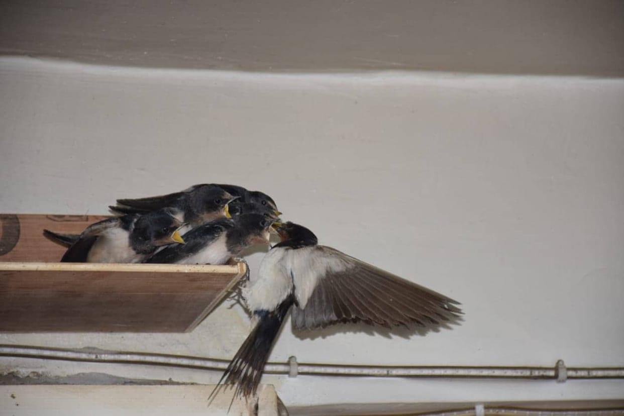 birds mother love awesome pictures from almora