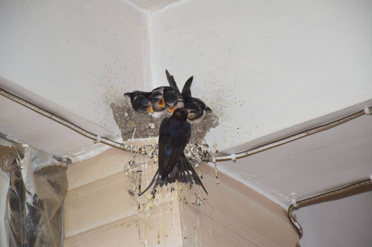 birds mother love awesome pictures from almora