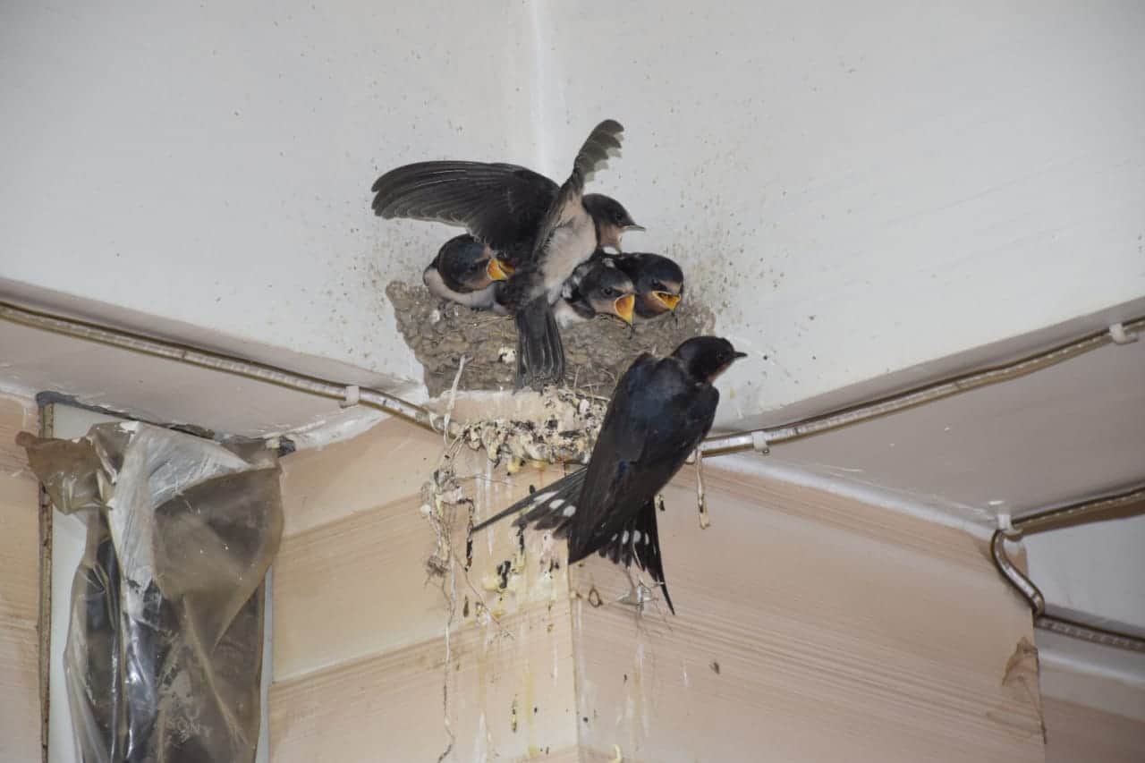 birds mother love awesome pictures from almora