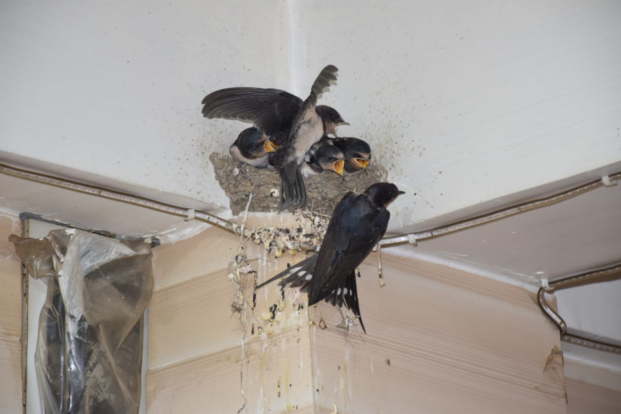 birds mother love awesome pictures from almora