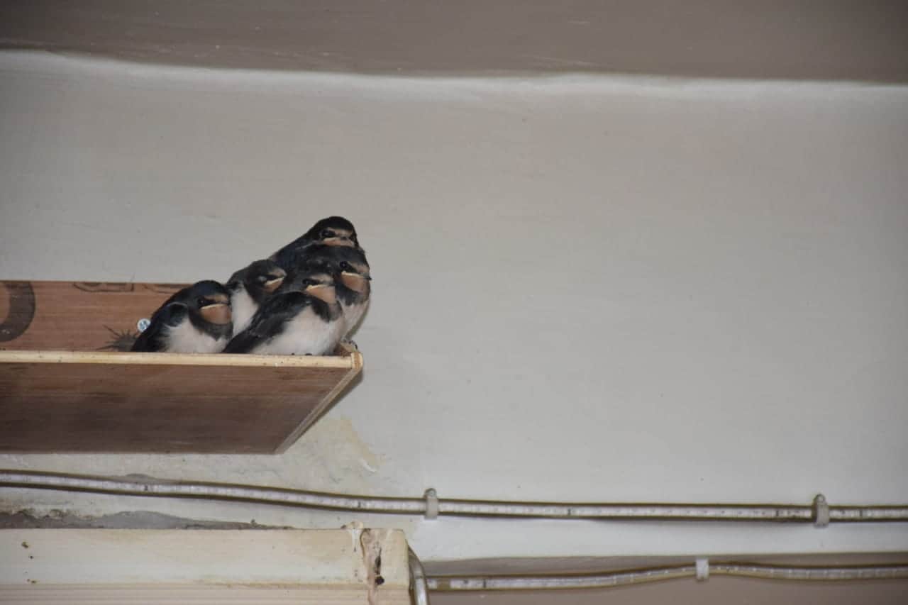 birds mother love awesome pictures from almora