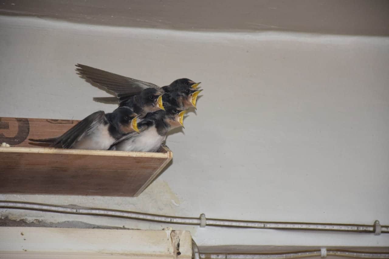 birds mother love awesome pictures from almora