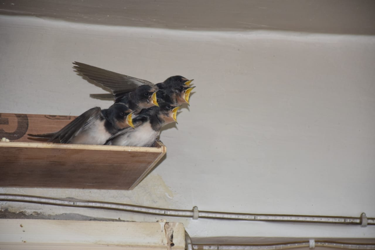 birds mother love awesome pictures from almora