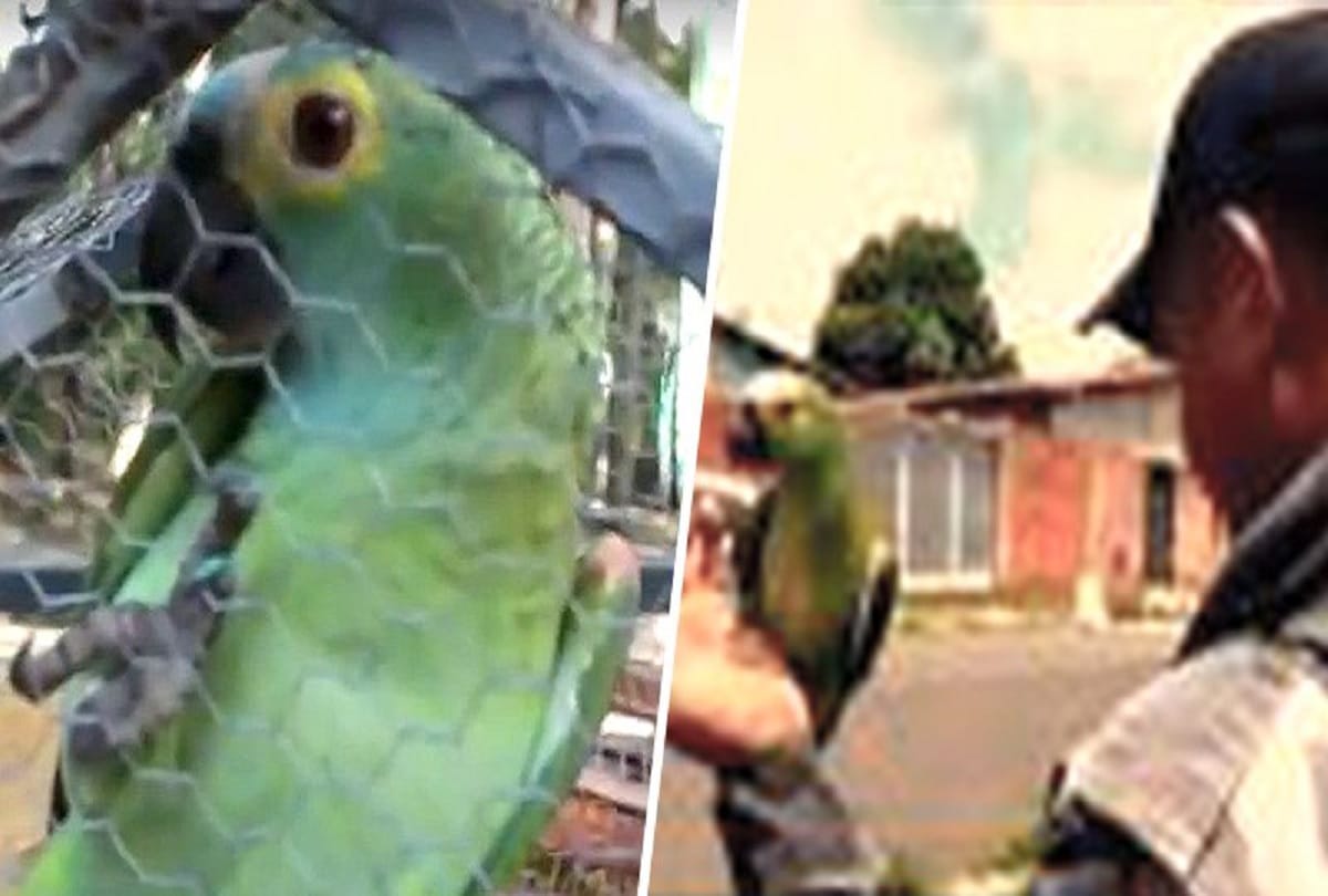 police seize super obedient lookout parrot trained by brazilian drug dealers