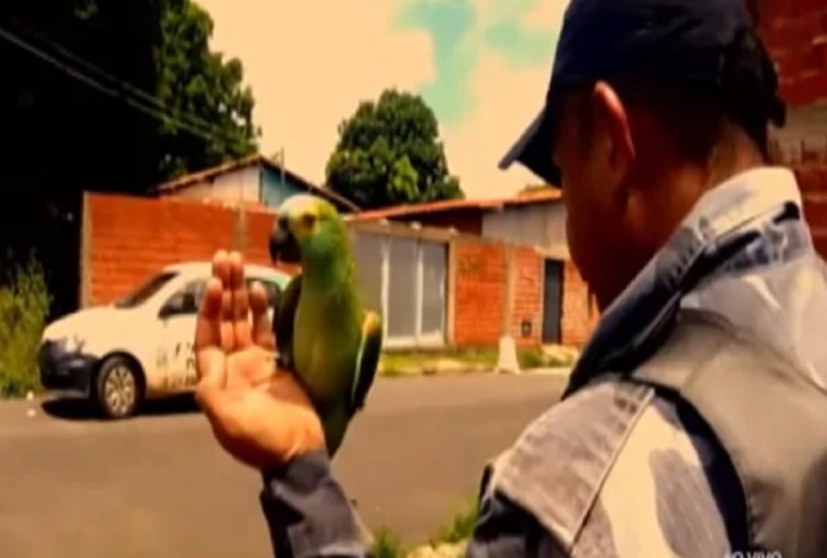 police seize super obedient lookout parrot trained by brazilian drug dealers