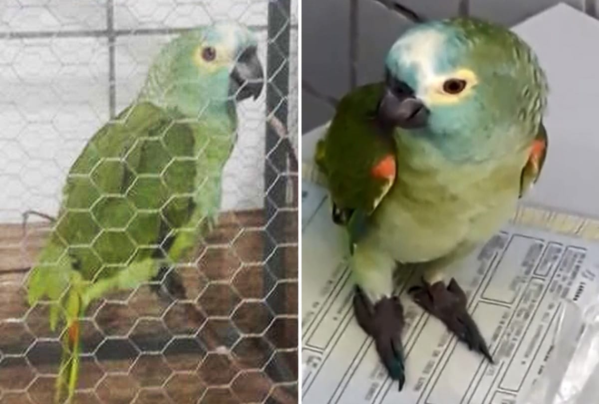 Delhi: 13 parrots in cage produced in court