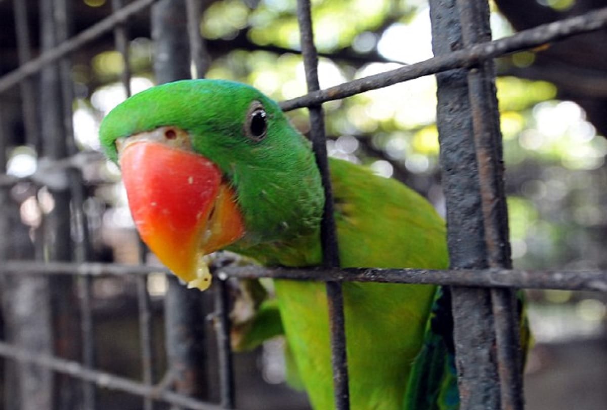 Owner declares reward for losing parrot named Alex in daranagar varanasi