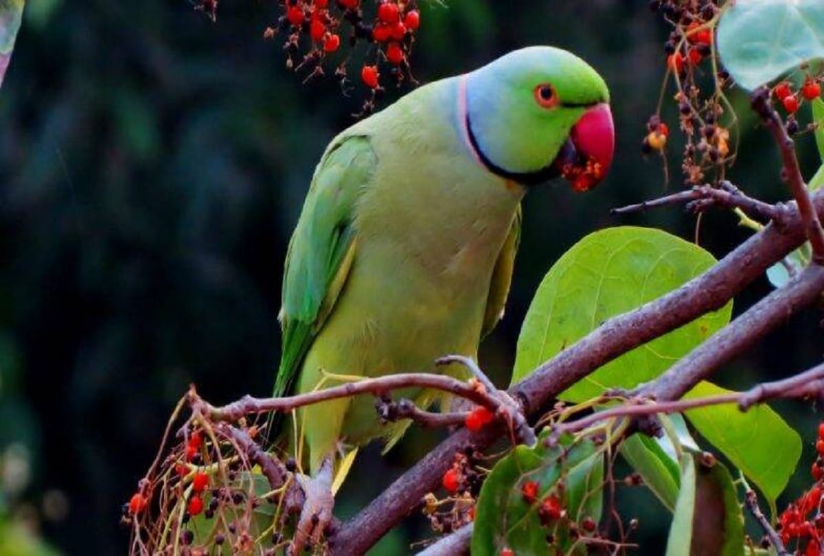 Noida police searching for a Parrot since 5 months after complaint received on Dial 112