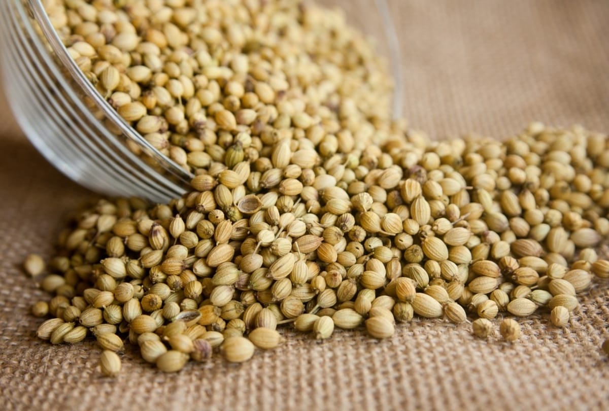 Coriander Seeds Help Manage Blood Sugar Levels And Controls Diabetes