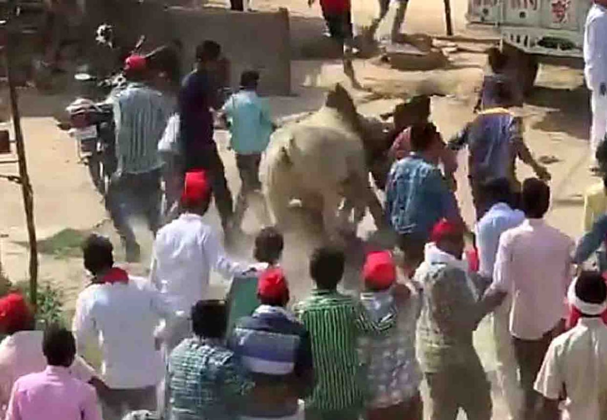 bull entered in dimple yadav's road show lok sabha election 2019