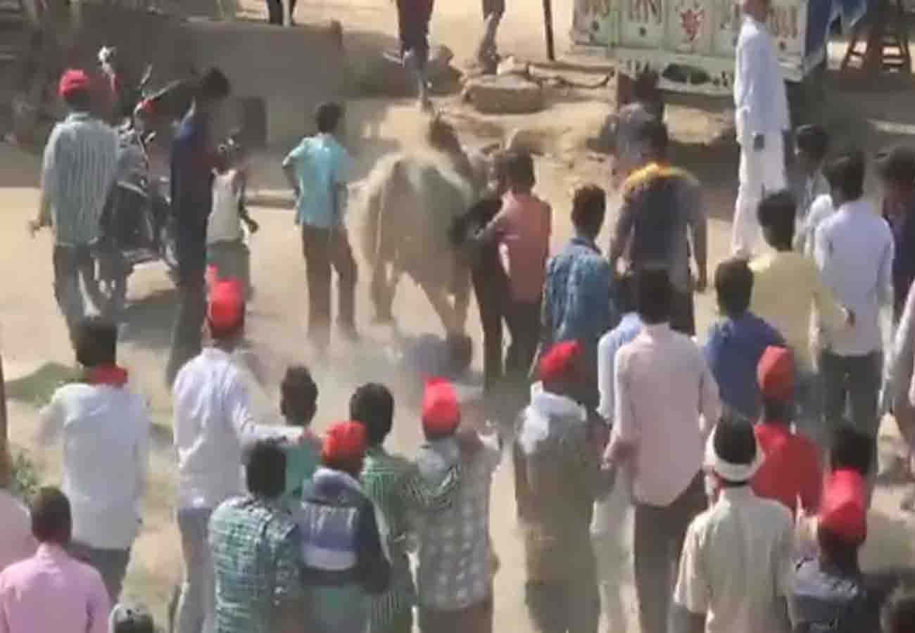 bull entered in dimple yadav's road show lok sabha election 2019