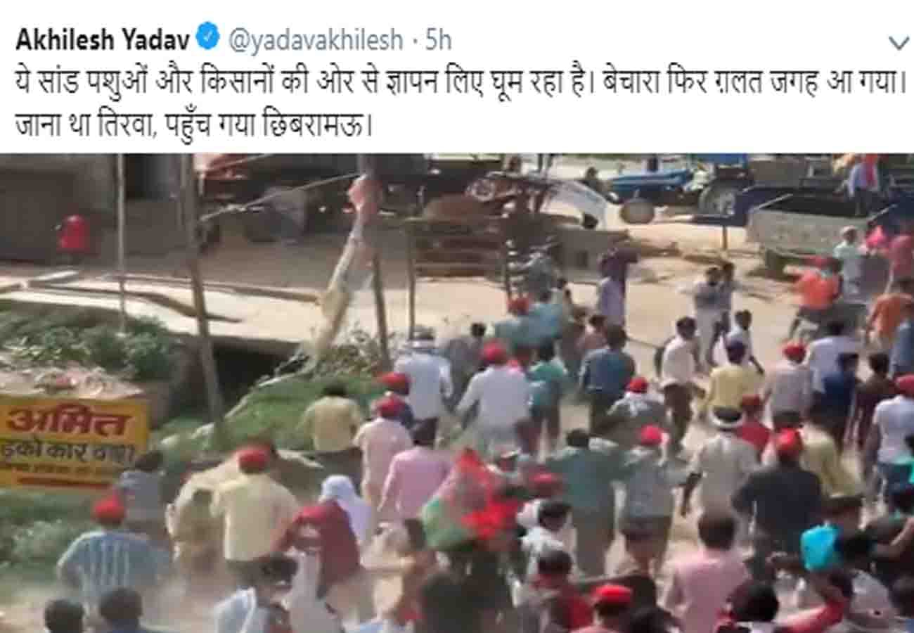 bull entered in dimple yadav's road show lok sabha election 2019