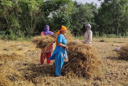 lok sabha election 2019 wheat crop cutting season from 20th April to 25th May in Himachal Pradesh